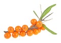 Sea buckthorn berries branch on a white background Royalty Free Stock Photo