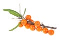 Sea buckthorn berries branch on a white background Royalty Free Stock Photo