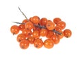 Sea buckthorn berries on branch, white background Royalty Free Stock Photo