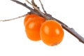 Sea buckthorn berries on branch on white background, close up Royalty Free Stock Photo