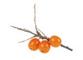Sea buckthorn berries on branch on white background, close up Royalty Free Stock Photo
