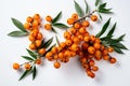 Sea buckthorn berries on a branch on a white background, top view Royalty Free Stock Photo