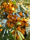 Sea buckthorn berries clouse-up