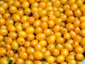 Sea buckthorn berries in large quantities on a background Royalty Free Stock Photo