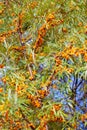 Sea buckthorn berries on tree in early October Royalty Free Stock Photo