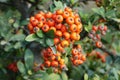 Sea Buckthorn Sea berry in garden