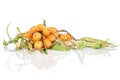 Sea buckthorn berry isolated on white