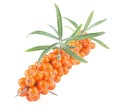 Sea buckthorn branch with berries and leaves, isolated on white background. Hippophae rhamnoides Royalty Free Stock Photo