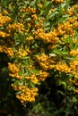 Sea buckthorn branch, close-up (Hippophae rhamnoides)