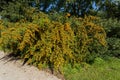 Sea buckthorn branch, close-up (Hippophae rhamnoides) Royalty Free Stock Photo