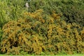 Sea buckthorn branch, close-up Hippophae rhamnoides Royalty Free Stock Photo