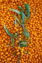 Sea buckthorn branch is fruitful on a background of leaves and berries are scattered Royalty Free Stock Photo