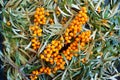 Sea buckthorn branch is fruitful on a background of leaves and berries are scattered Royalty Free Stock Photo