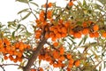 Sea-buckthorn branch isolated