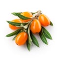 Sea buckthorn branch isolated. Buckthorn on the white. With clipping path Royalty Free Stock Photo