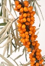 Sea buckthorn branch with leaves isolated on white background Royalty Free Stock Photo