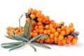 Sea buckthorn branch with leaves isolated on white background Royalty Free Stock Photo