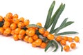 Sea buckthorn branch with leaves isolated on white background Royalty Free Stock Photo