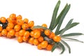 Sea buckthorn branch with leaves isolated on white background Royalty Free Stock Photo