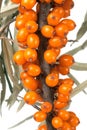 Sea buckthorn branch with leaves isolated on white background Royalty Free Stock Photo