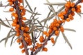 Sea buckthorn branch with leaves isolated on white background Royalty Free Stock Photo