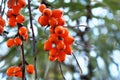 Sea buckthorn branch with ripe fruits in autumn. Close-up. A bunch of orange berries against a background of leaves and a cold sky