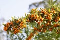 Sea buckthorn branch on a table Royalty Free Stock Photo