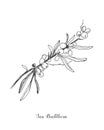 Sea buckthorn branch vector drawing. Isolated berry branch sketch on white background. Summer fruit engraved style Royalty Free Stock Photo