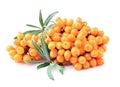 Sea-buckthorn branch