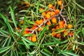 Sea buckthorn