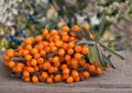 Sea buckthorn branch on a wooden table with blurred garden background Royalty Free Stock Photo