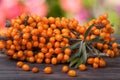 Sea buckthorn branch on a wooden table with blurred garden background Royalty Free Stock Photo