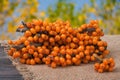 Sea buckthorn branch on a wooden table with blurred garden background Royalty Free Stock Photo