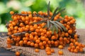 Sea buckthorn branch on a wooden table with blurred garden background Royalty Free Stock Photo