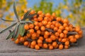 Sea buckthorn branch on a wooden table with blurred garden background Royalty Free Stock Photo