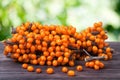 Sea buckthorn branch on a wooden table with blurred garden background Royalty Free Stock Photo