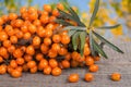 Sea buckthorn branch on a wooden table with blurred garden background Royalty Free Stock Photo