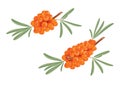 Sea buckthorn branches