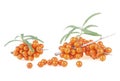 Sea buckthorn - branches with fresh ripe berries and leaves isolated on white background Royalty Free Stock Photo