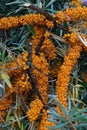 Sea buckthorn branches strewn with orange berries in the garden