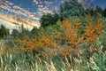 Sea buckthorn bush on the beach transition to the Baltic Sea. Vitamin C