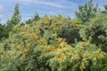 Sea buckthorn bush in the garden in summer