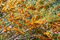 Sea buckthorn bush with Yellow berries Hippophae rhamnoides, Sandthorn, Sallowthorn or Seaberry. Royalty Free Stock Photo