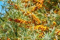 Sea buckthorn bush with Yellow berries Hippophae rhamnoides, Sandthorn, Sallowthorn or Seaberry against a blue cloudy sky.