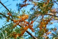 Sea buckthorn bush with Yellow berries Hippophae rhamnoides, Sandthorn, Sallowthorn or Seaberry against a blue cloudy sky.