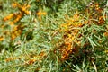 Sea buckthorn bush with Yellow berries Hippophae rhamnoides, Sandthorn, Sallowthorn or Seaberry against a blue cloudy sky.