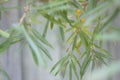 The sea-buckthorn berries on the branch