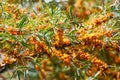 Sea buckthorn bush with Yellow berries Hippophae rhamnoides, Sandthorn, Sallowthorn or Seaberry.