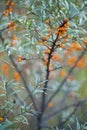 Sea buckthorn bush with yellow berries Hippophae rhamnoides, Sandthorn, Sallowthorn or Seaberry