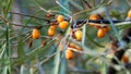 sea buckthorn bush with yellow delicious ripe fruits in autumn